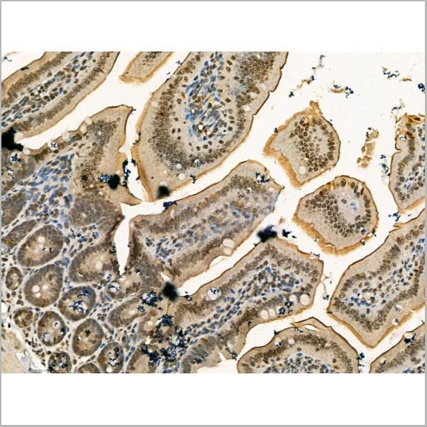 product-image-AAA31182_IHC7.jpg