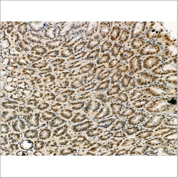 product-image-AAA31182_IHC8.jpg