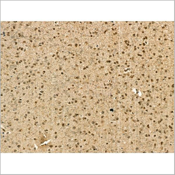 product-image-AAA31182_IHC9.jpg
