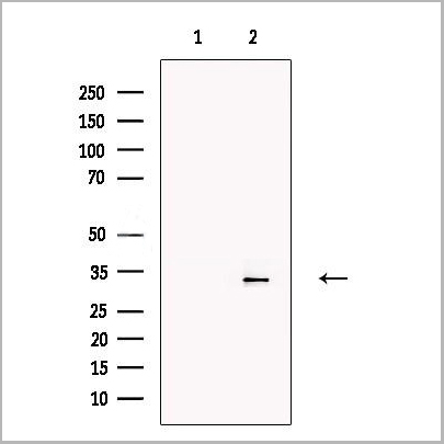 product-image-AAA31182_WB.jpg