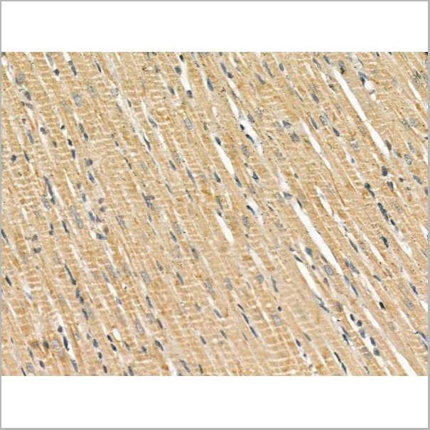 product-image-AAA31183_IHC4.jpg