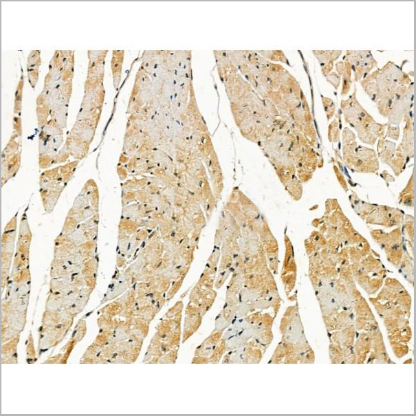 product-image-AAA31183_IHC5.jpg
