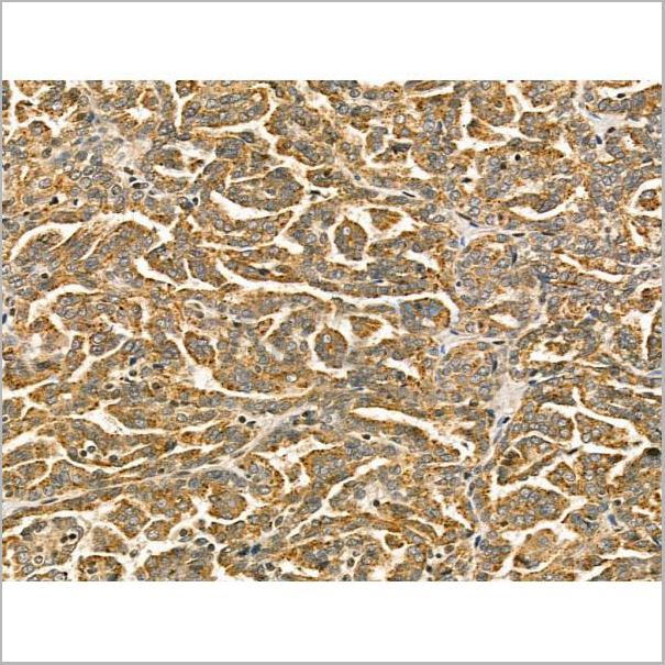 product-image-AAA31183_IHC6.jpg
