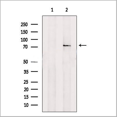 product-image-AAA31183_WB.jpg
