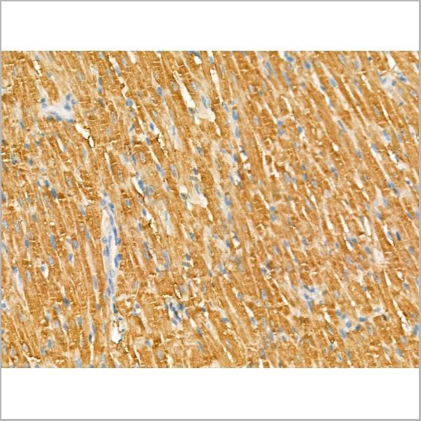 product-image-AAA31184_IHC4.jpg