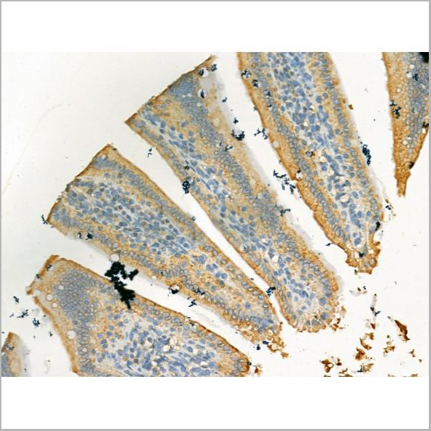 product-image-AAA31184_IHC6.jpg