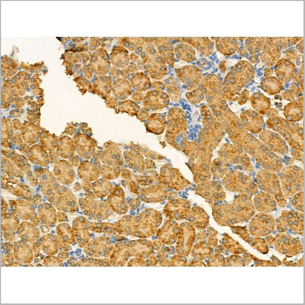 product-image-AAA31184_IHC7.jpg