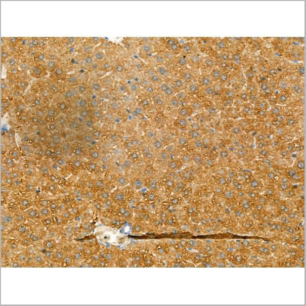 product-image-AAA31184_IHC8.jpg