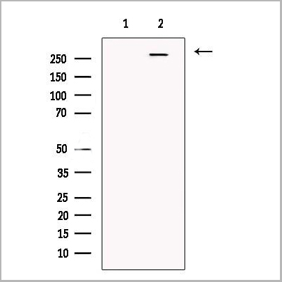 product-image-AAA31184_WB.jpg