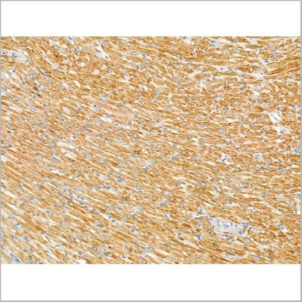 product-image-AAA31185_IHC2.jpg