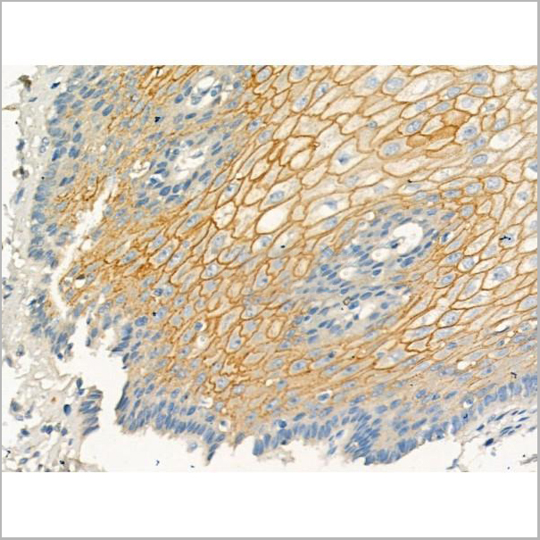 product-image-AAA31185_IHC6.jpg
