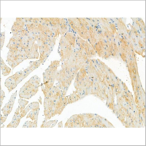 product-image-AAA31186_IHC10.jpg