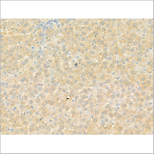 product-image-AAA31186_IHC5.jpg