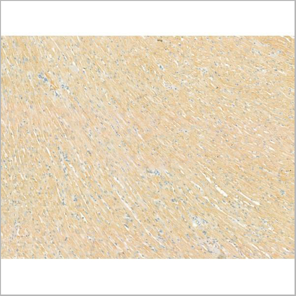 product-image-AAA31186_IHC6.jpg