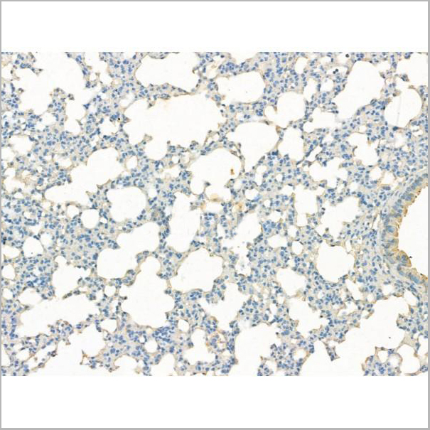 product-image-AAA31186_IHC8.jpg