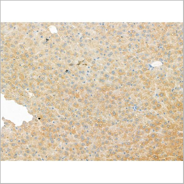 product-image-AAA31186_IHC9.jpg