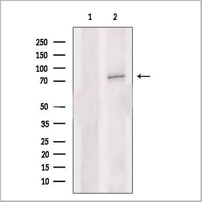 product-image-AAA31186_WB.jpg