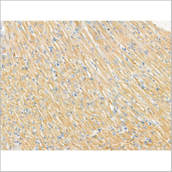 product-image-AAA31187_IHC3.jpg