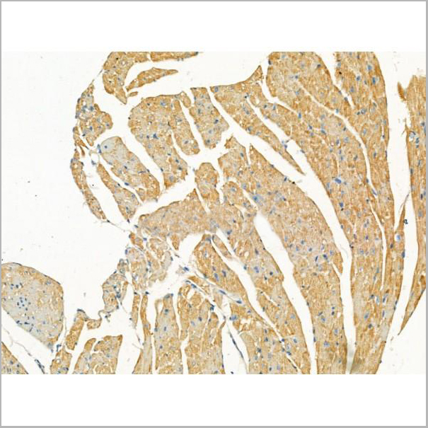 product-image-AAA31187_IHC6.jpg