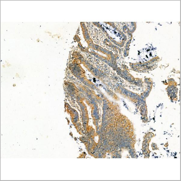 product-image-AAA31187_IHC7.jpg