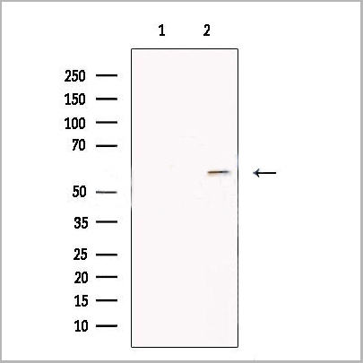 product-image-AAA31187_WB.jpg