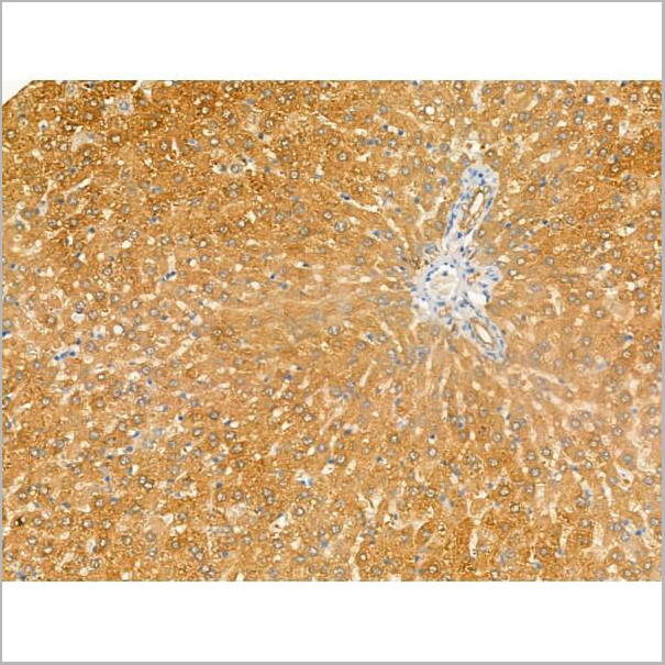 product-image-AAA31188_IHC4.jpg