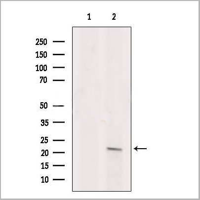 product-image-AAA31188_WB.jpg