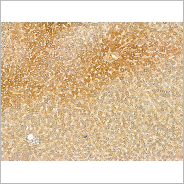 product-image-AAA31189_IHC2.jpg