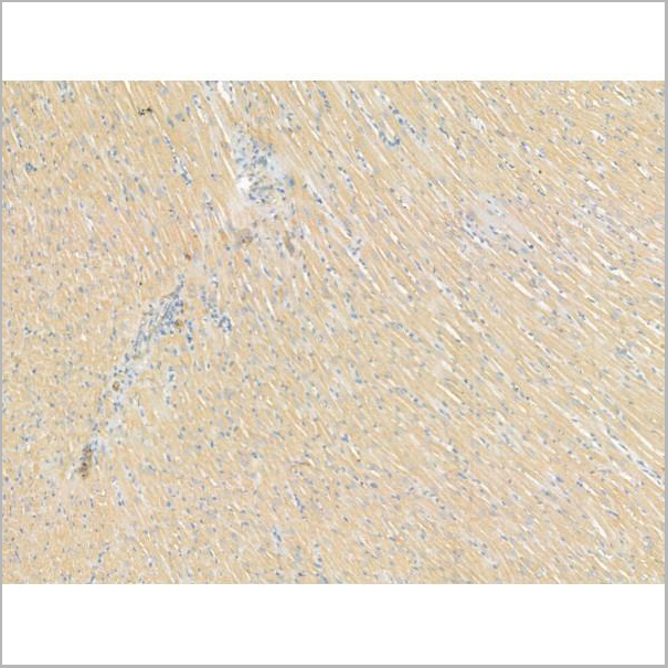product-image-AAA31189_IHC3.jpg