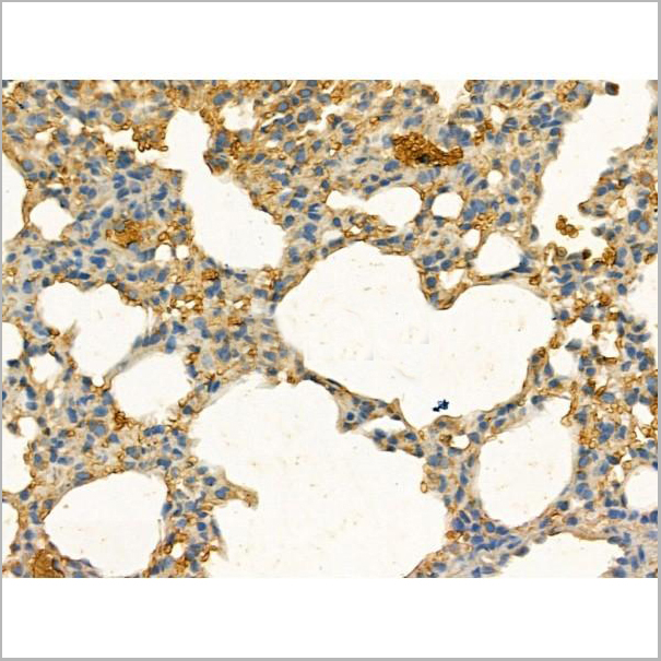 product-image-AAA31189_IHC4.jpg