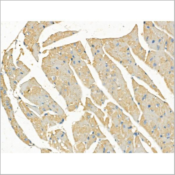 product-image-AAA31189_IHC5.jpg
