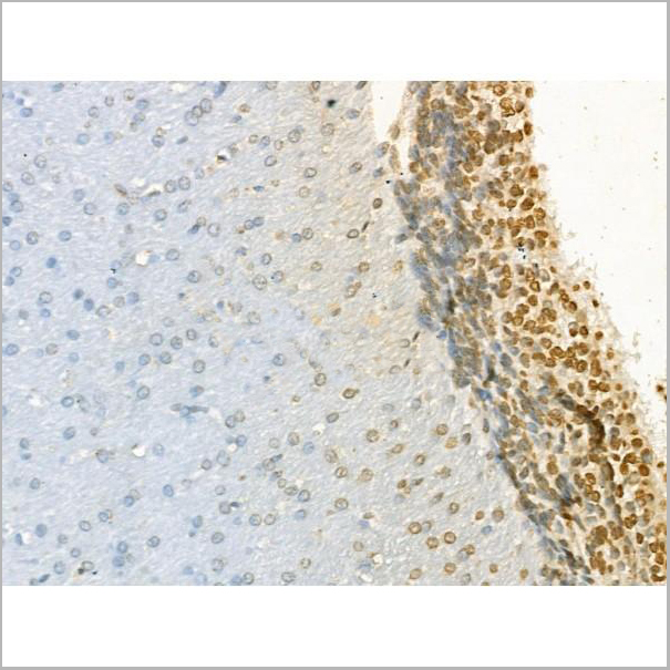 product-image-AAA31190_IHC4.jpg