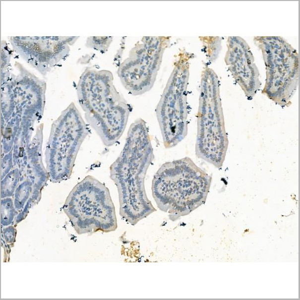 product-image-AAA31190_IHC6.jpg