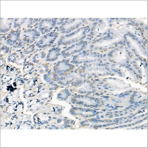 product-image-AAA31190_IHC7.jpg