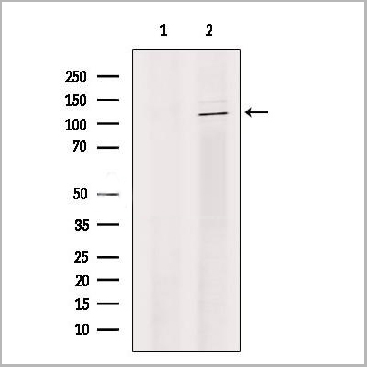 product-image-AAA31190_WB.jpg