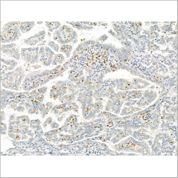 product-image-AAA31191_IHC7.jpg