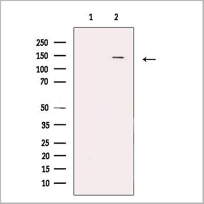 product-image-AAA31191_WB.jpg