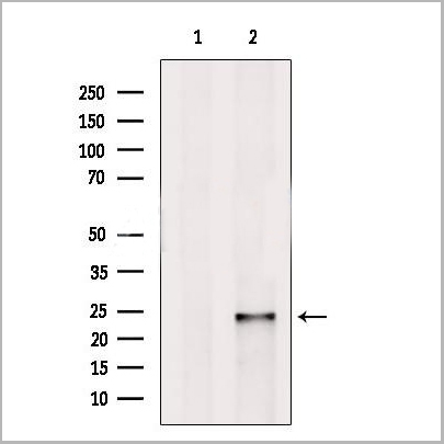 product-image-AAA31192_WB.jpg
