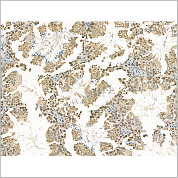 product-image-AAA31193_IHC4.jpg