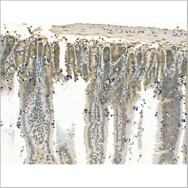 product-image-AAA31193_IHC5.jpg