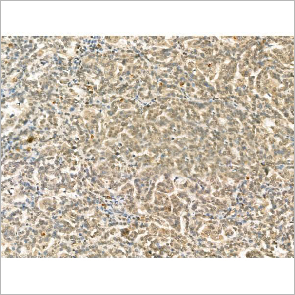 product-image-AAA31193_IHC7.jpg
