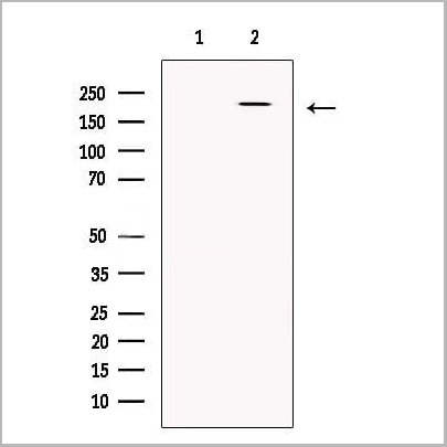 product-image-AAA31193_WB.jpg