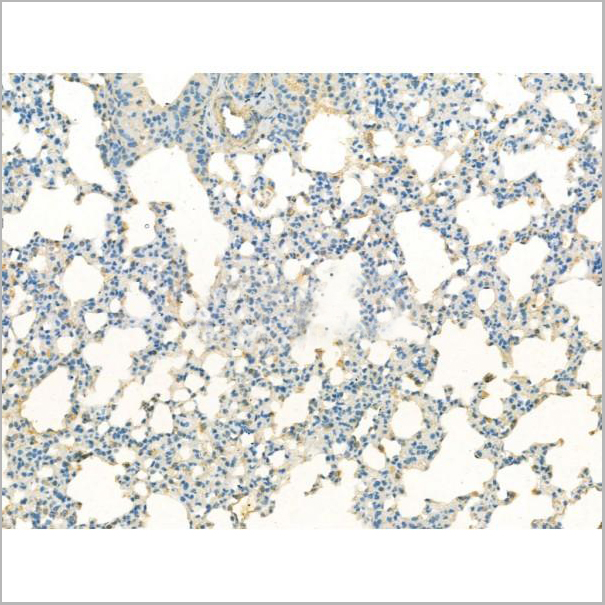 product-image-AAA31194_IHC4.jpg