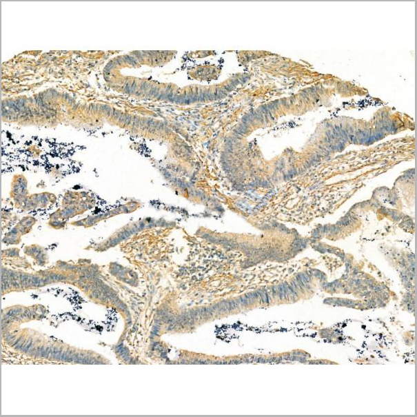 product-image-AAA31194_IHC6.jpg