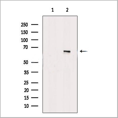 product-image-AAA31194_WB.jpg