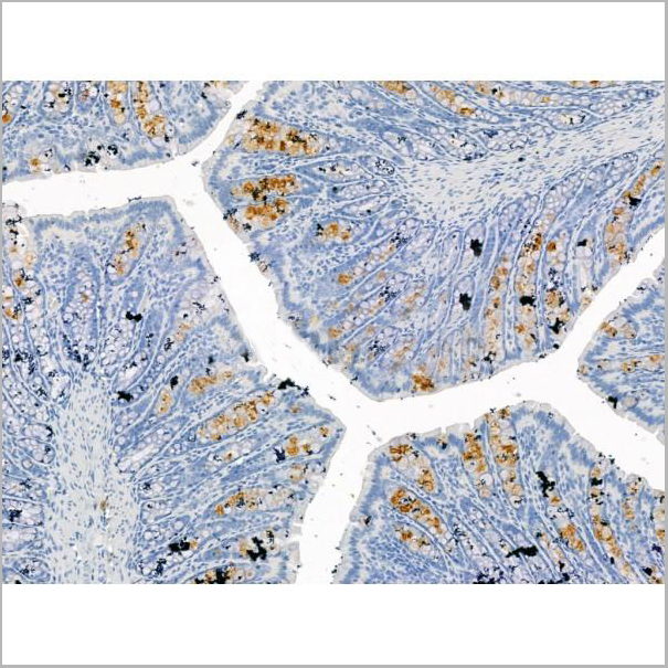 product-image-AAA31195_IHC4.jpg
