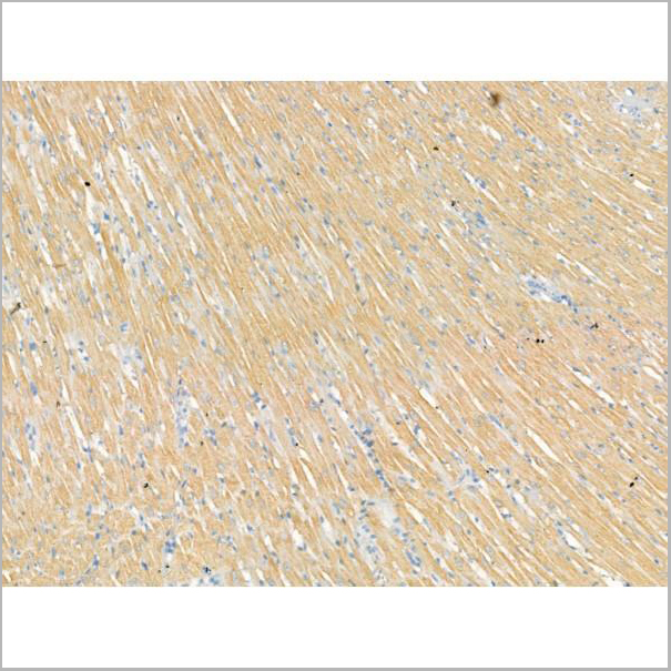 product-image-AAA31195_IHC5.jpg