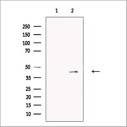 product-image-AAA31195_WB.jpg