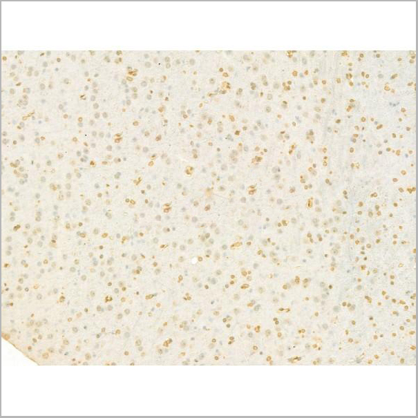 product-image-AAA31196_IHC3.jpg