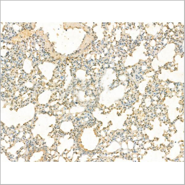 product-image-AAA31196_IHC6.jpg